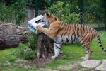 Tiger mit Kiste