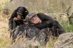 Schimpanse schlafend
