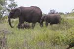 Elefantin mit Jungem