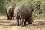 Makutsi Rhino Safari