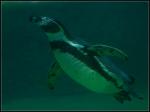 Pingu 2 mit Unterwasserkamera ;-)