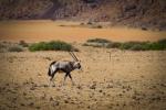 Oryx in flimmernder Hitze