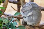 Sleeping Koalas 1