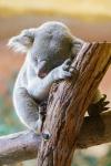 Sleeping Koalas 2