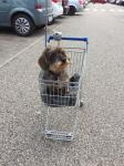 Dog-Shopping