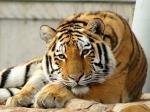Tiger by Digicat