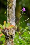 Orchidee in Monteverde