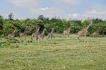 Giraffen I, Arusha Nationalpark, Tansania