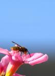Wespe auf Oleander