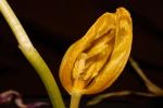Tulpe im sichtbaren Licht