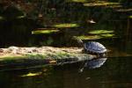 Langhalschmuckschildkröte