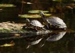 Langhalschmuckschildkröte