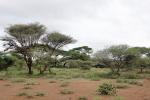 Amboseli Camp