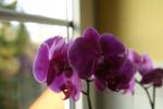 Orchidee manueller Weißabgleich
