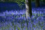 Wald der blauen Blumen