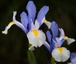 Iris01 crop