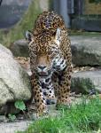 Jaguar (Original von Phillmint)