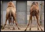 Kamele an der Box entzerrt