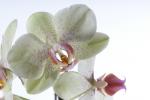 Orchidee in weiß Original