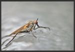 Fliege von Havo