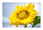 Sonnenblume mit Kleinvieh