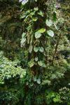 Epiphyten in Monteverde