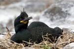 Vogel auf Farne Island