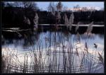MacDougals Weiden am Teich NEU