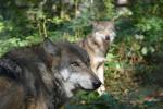 Wölfe im Tierpark Hanau