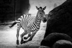 Zebra Galopp