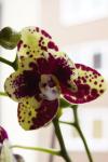 orchidee aus Cam