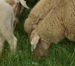 Schafe vom JPEG