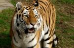 Tiger scharf