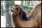 I'd walk a mile - for this camel