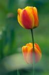 Tulpe in der Nachmittagssonne
