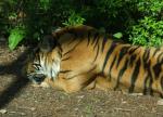 schlafender Tiger