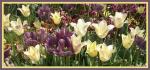 Tulpen in gelb und violett