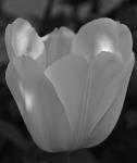 Eine der letzten Tulpen