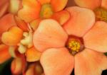 orange_flowers