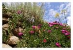 Mediterrane Flora auf Lipari (1)