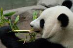 Panda mit Bambus 1