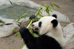 Panda mit Bambus 2