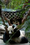 Pandafamilie