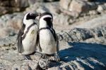 Pinguinpäarchen in Bettys Bay