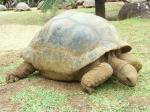 Riesenschildkröte (Mauritius)