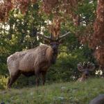 (135)	Elk Familie im Wald