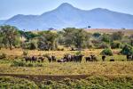Büffel en masse in Kidepo