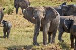 Elefanten in Kidepo