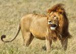 Löwenmann in der Serengeti