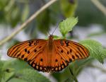 Schmetterling mit Pergear 60mm f/2.8 Ultra Macro